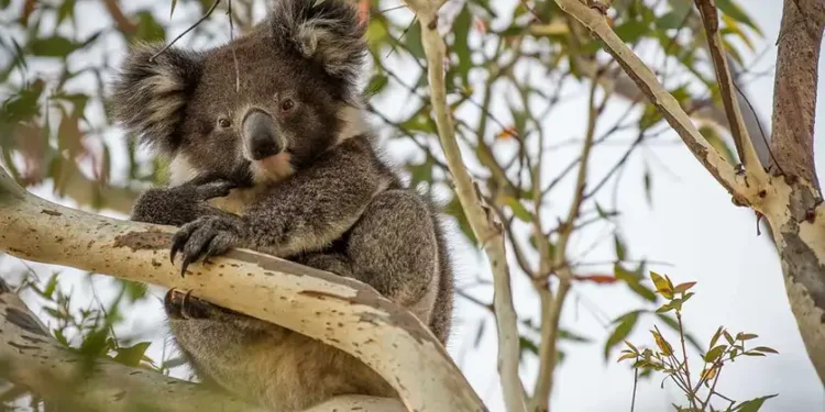 Australia koala conservation crisis