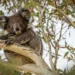Australia koala conservation crisis