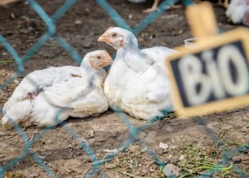 Understanding the First Severe H5N1 Bird Flu 2024 Case in the United States: A Comparative Analysis