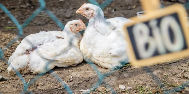 Understanding the First Severe H5N1 Bird Flu 2024 Case in the United States: A Comparative Analysis