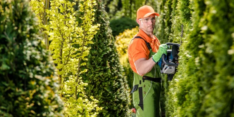The Ultimate Guide to Hedge Trimming: Tools, Techniques, and Timing