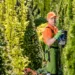 The Ultimate Guide to Hedge Trimming: Tools, Techniques, and Timing