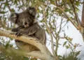 Australia koala conservation crisis